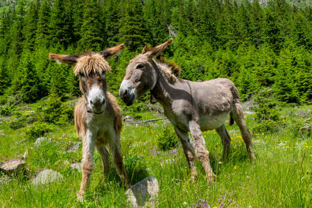 Donkeys talking to each other.Couple communication.