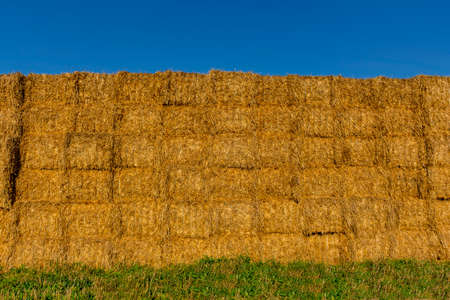 Straw or hay stacked in a field after harvesting in the sunset light.の写真素材