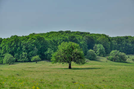 Single tree in the springtime with forest as background. The survival - A tree struck by lightning...
