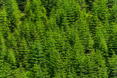 Pine trees green alpine woods, forest pattern background. Evergreen fir tree background. Dense pine trees forest texture.の写真素材