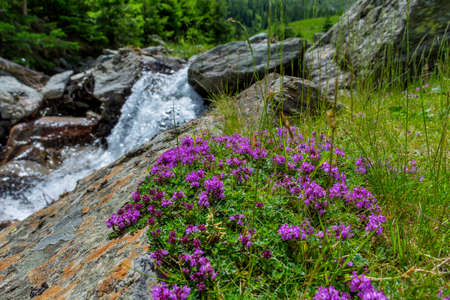 Wild Thyme Thymus with waterfall as background. The thyme polytrichus is commonly used in cookery and in herbal medicine.の写真素材