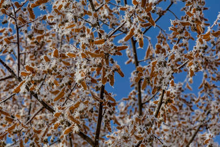 Close-up of hoar frost on linden tree branches. Branch of a tree in hoarfrost on background blue sky.の写真素材