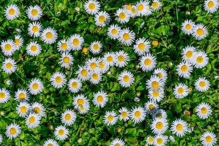 Field full of bloomed daises in bright sun. Detailed view at white and yellow blooming Common Daisy or Bellis perennis in their natural habitat.の写真素材