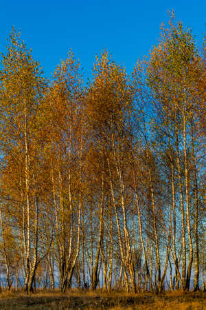 Forest of birch trees with golden autumn leaves.White birch trees in autumn seson. Trees with yellow...