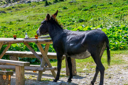 Funny donkey drinking coffee. Donkey drinking a on a rustic wooden table. Funny donkey drinking at restaurant.の写真素材