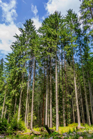 Straight trunks of pine in the virgin forest. Pine trees In the virgin forest in Carpathian mountains. Old growth virgin pine trees forest in Carpathian mountains.の写真素材