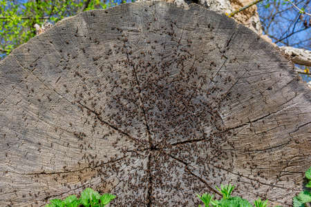 Anthill of red wood ants on the old oak tree stump. Red working ants on an old log.の写真素材