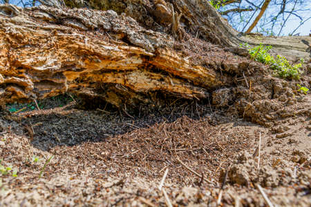 Anthill of red wood ants on the old oak tree stump. Red working ants on an old log.