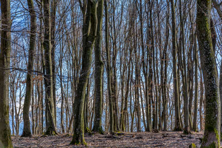 Beech forest without leaves in spring or autumn in Carpathian mountains. Empty forest tree in sunny...