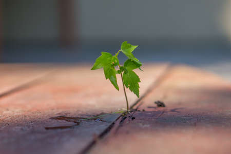 A small green plant growing on wood with rain dropsの写真素材