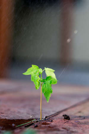 A small green plant growing on wood with rain dropsの写真素材