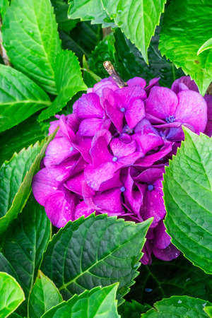 green leaf with water drop and pruple floweの写真素材