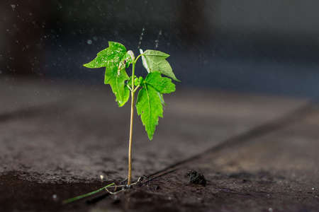 A small green plant growing on wood with rain dropsの写真素材