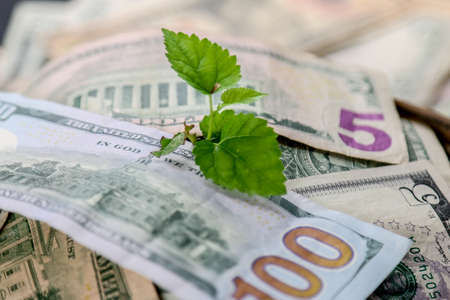 A young plant growing from money.Heap of money with seedling.の写真素材