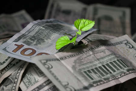 A young plant growing from money.Heap of money with seedling.