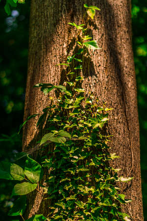 shoot at after posion ivy growing on a tree, beatifull light, natureの写真素材