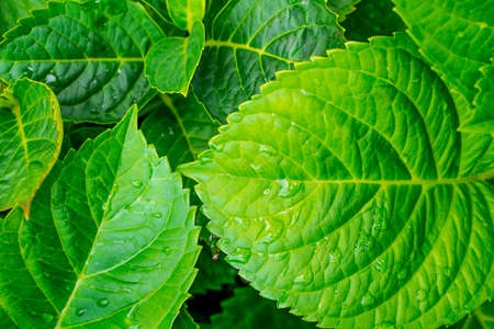 green leaf with water dropの写真素材