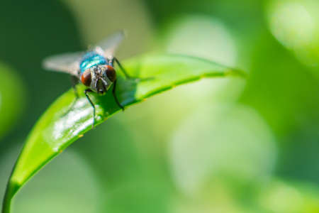 a dirty fly it doesn't look drity.の写真素材