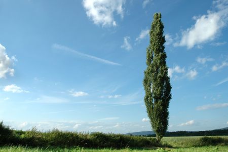 Isolated poplar against a skyの写真素材