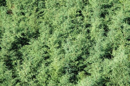 Green summer forest seen from above