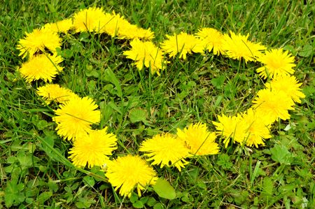 Dandelion heart in the grassの写真素材