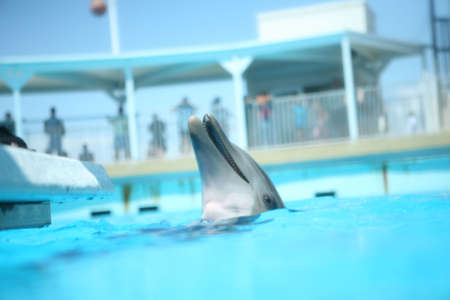 A dolphin in blue water laughing and playing with his head out of the waterA dolphin in blue water laughing and playing with his head out of the water.の写真素材