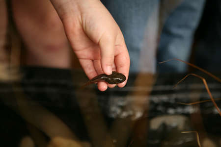 A tadpole held by a child's hands.の写真素材