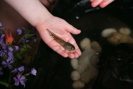 A tadpole held by a child's hands.の写真素材