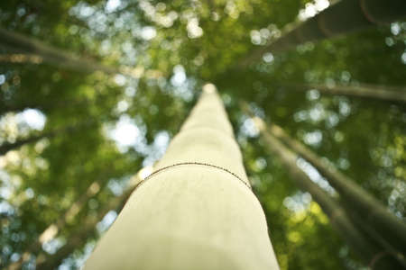 Bambooの写真素材
