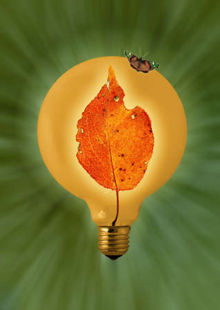 An electric bulb with an orange leave inside like a flame radiating light and a butterfly perched on the bulbの写真素材