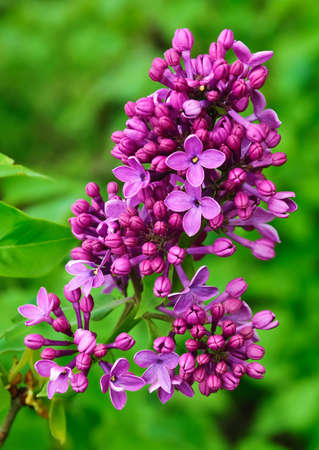  	lilac blossomsの写真素材