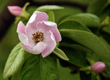  	Quince blossomedの写真素材