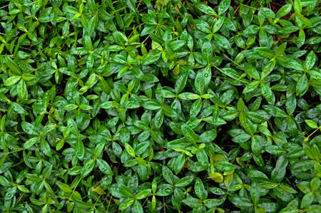  	Natural Patternの写真素材