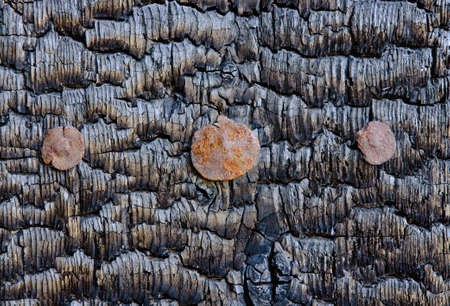 Texture of the burnt wooden wallの写真素材