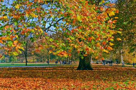 	Autumn in Green Park, Londonの写真素材