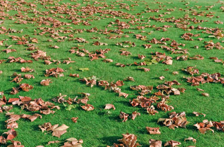 Autumn leaves on green grass