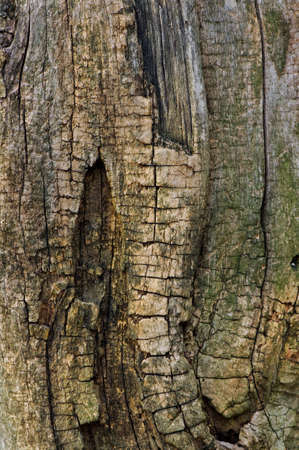 Old cracked wood texture  の写真素材