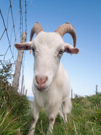 white irish goat staring
