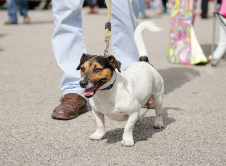 jack russell terrier on a leadの写真素材