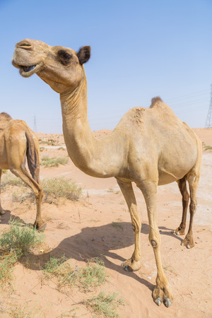 wild camel in the hot dry middle eastern desert uaeの写真素材