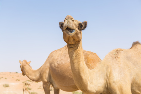 wild camels in the hot dry middle eastern desert uae with blue skyの写真素材