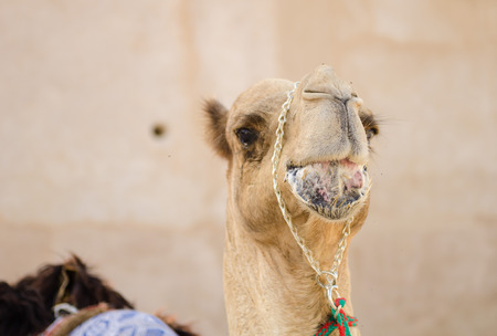 Arabic Camel keeping cool in the shade chewing foodの写真素材