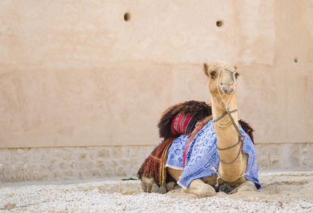 Arabic Camel keeping cool in the shade chewing foodの写真素材