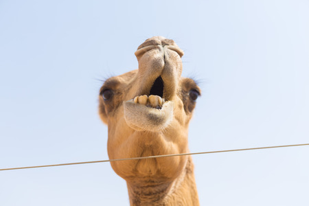 wild camel chewing plants in the hot dry middle eastern desert uae with blue skyの写真素材