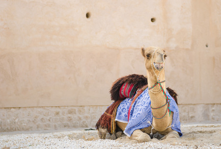 Arabic Camel keeping cool in the shade chewing foodの写真素材