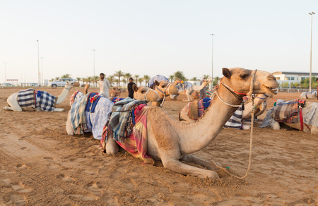 Dubai camel racing club camels waiting to race at sunset.のeditorial素材