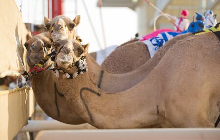 Dubai camel racing club camels at the starting line waiting to race