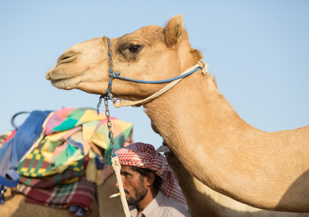 Dubai camel racing club camels waiting to raceのeditorial素材