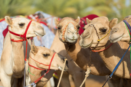 Dubai camel racing club camels waiting to raceの写真素材