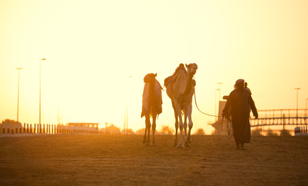 Dubai camel racing club sunset silhouettes of camels and people.のeditorial素材